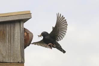 Starling (Sturnus vulgaris) flies to the nesting box in the garden with food, Allgäu, Bavaria,