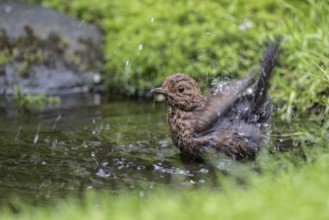 Blackbird (Turdus merula), bathing, Emsland, Lower Saxony, Germany, Europe