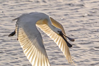 Eurasian spoonbill, common spoonbill (Platalea leucorodia) adult in breeding plumage taking off
