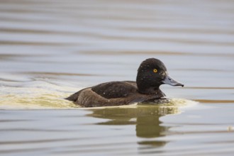 Tufted Duck (Aythya fuligula) wbl Germany