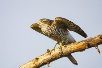Sparrowhawk (Accipiter nisus) Germany