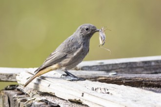 Black redstart (Phoenicurus ochruros) Germany