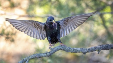 Starling (Sturnus vulgaris), also known as Common starling, flying, approaching, with food for the