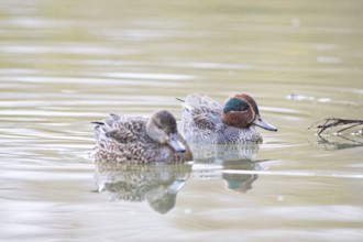 Teal (Anas crecca) Pair Germany