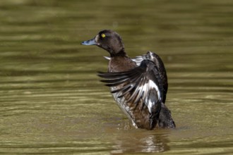 Tufted duck, tufted pochard (Aythya fuligula, Anas fuligula) adult female bathing and flapping