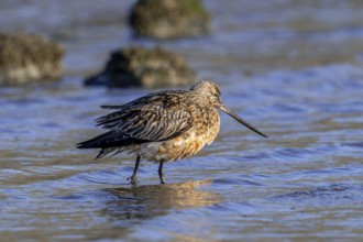 Bar-tailed godwit (Limosa lapponica) male in breeding plumage resting in shallow water on beach