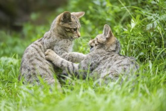 European wildcat (Felis silvestris silvestris) on a meadow, Hesse, Germany, Europe