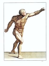 Anatomy, symbolic, man, front view of the gladiator in the Villa Borghese, Rome, Italy, anatomical
