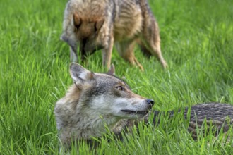 Two Eurasian wolves, European grey wolves (Canis lupus lupus) resting in meadow, grassland