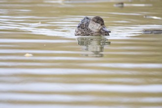 Teal (Anas crecca) wbl Germany