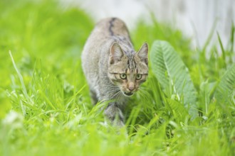 European wildcat (Felis silvestris silvestris) on a meadow, Hesse, Germany, Europe