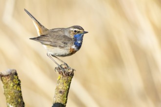 Bluethroat (Luscinia svecica cyanecula) ml Germany