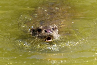An otter swims towards the viewer with its mouth open in the water, European otter (Lutra lutra)