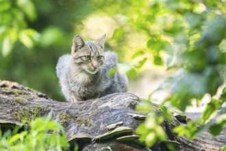 European wildcat (Felis silvestris silvestris) on an old tree trunk, Hesse, Germany, Europe