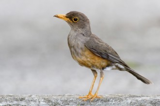 Island Thrush (Turdus poliocephalus erythropleurus), Christmas Island, Australia, Asia
