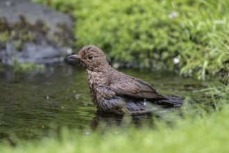 Blackbird (Turdus merula), bathing, Emsland, Lower Saxony, Germany, Europe