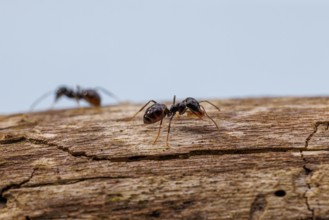 Black garden ants (Lasius niger), Germany, Europe