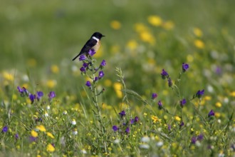 Common Stonechat, male, Alentejo, Portugal (Saxicola torquata)