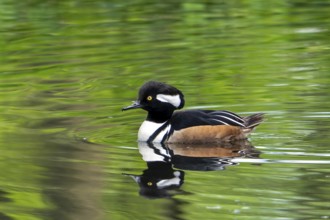 Hooded merganser (Lophodytes cucullatus) adult male in breeding plumage swimming in lake in spring,