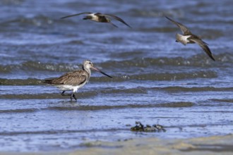 Bar-tailed godwits (Limosa lapponica) foraging in shallow water on beach along the North Sea coast