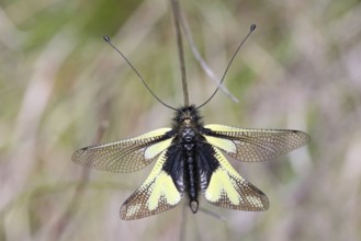 Butterfly shark, Libelloides coccajus, Cevennes National Park, France, Europe