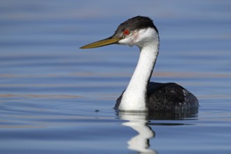 Racing diver, Aechmophorus occidentalis, Arizona, USA, North America