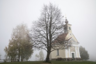 Karger tree, autumn atmosphere with fog, Theresienkapelle, Mass chapel Maria vom Guten Rat, Sausal,
