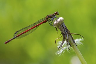 Large red damselfly, Pyrrhosoma nymphula
