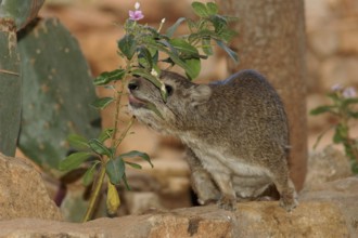Steppe tree lizard (Dendrohyrax arboreus)
