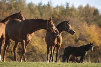 Horses on pasture. November, Poland, Europe