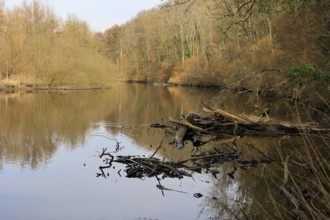 Idyllic river Enz near Untermberg near Ludwigsburg