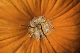 Detail of a pumpkin