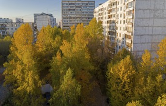 Sunlit yellowed trees in the sleeping area. Moscow, Teply Stan, view from the window of the house