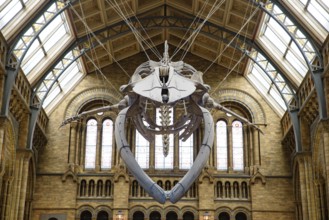 The interior of Natural History Museum with whale skeleton, London, United Kingdom, Europe