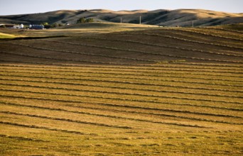 Prairie Scene Saskatchewan summer crop harvest Canada