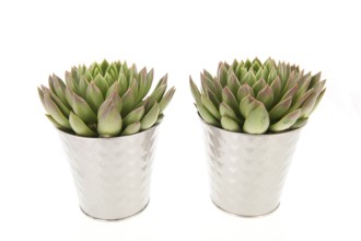 Two succulent plants in metal flower pots isolated over white background