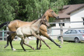 Running purebred akhalteke dam with foal in the paddock agaist stable
