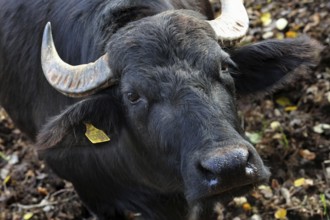 Water buffalo