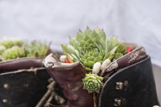 Old hiking boots planted with succulents - close-up creative gift idea