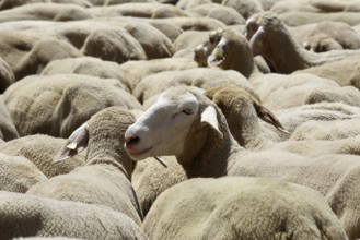 Flock of sheep