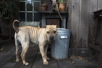 A Shar-Pei in his backyard in Buenos Aires, Argentina 2016