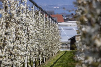 Cherry blossom, rows of flowering cherry trees, fruit growing school and experimental farm,
