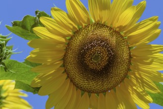 Detail of a beautiful sunflower on the sky