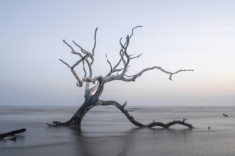 Meditative seascape at Boneyard Beach on Bull Island in South Carolina at sunrise