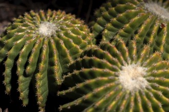 LOS PALMITOS, GRAN CANARIA, SPAIN, MARCH 8 : Cactus growing in Los Palmitos, Gran Canaria, Spain on
