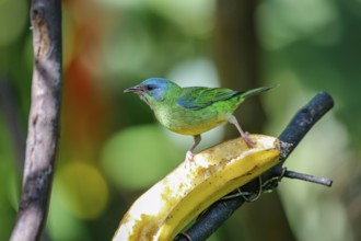 Blue Dacnis on a banana in sunlight against defocused green background, Folha Seca, Brazil, South