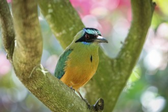 Close-up of a Whooping motmot perched on a tree branch, blurred green leaves in background,