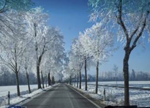 Fürstenallee, Ochsenhausen, Baden-Württemberg, Germany, snow, winter, Europe
