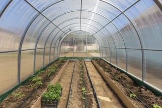 Rows of tomato cucumber and pepper plants growing inside greenhouse with drip irrigation