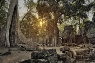 Ta Prohm temple at sunrise in Angkor Wat, Siem Reap, Cambodia, Asia